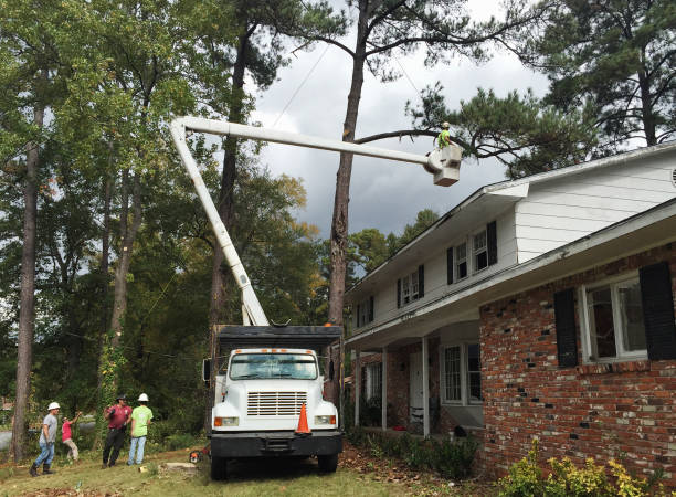 Best Tree Risk Assessment  in , TN