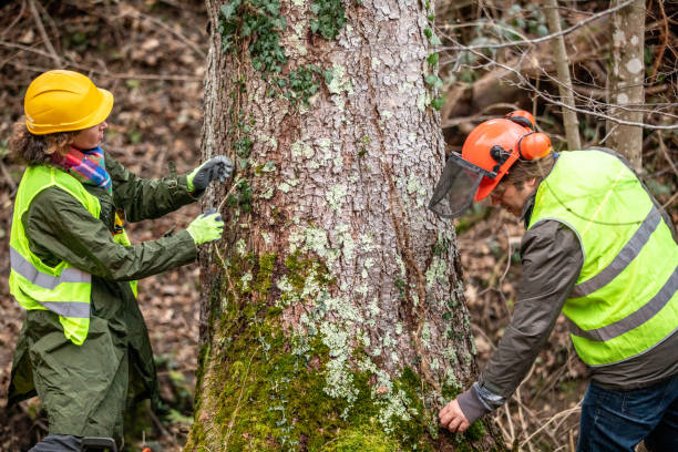 Best Storm Damage Tree Cleanup  in , TN